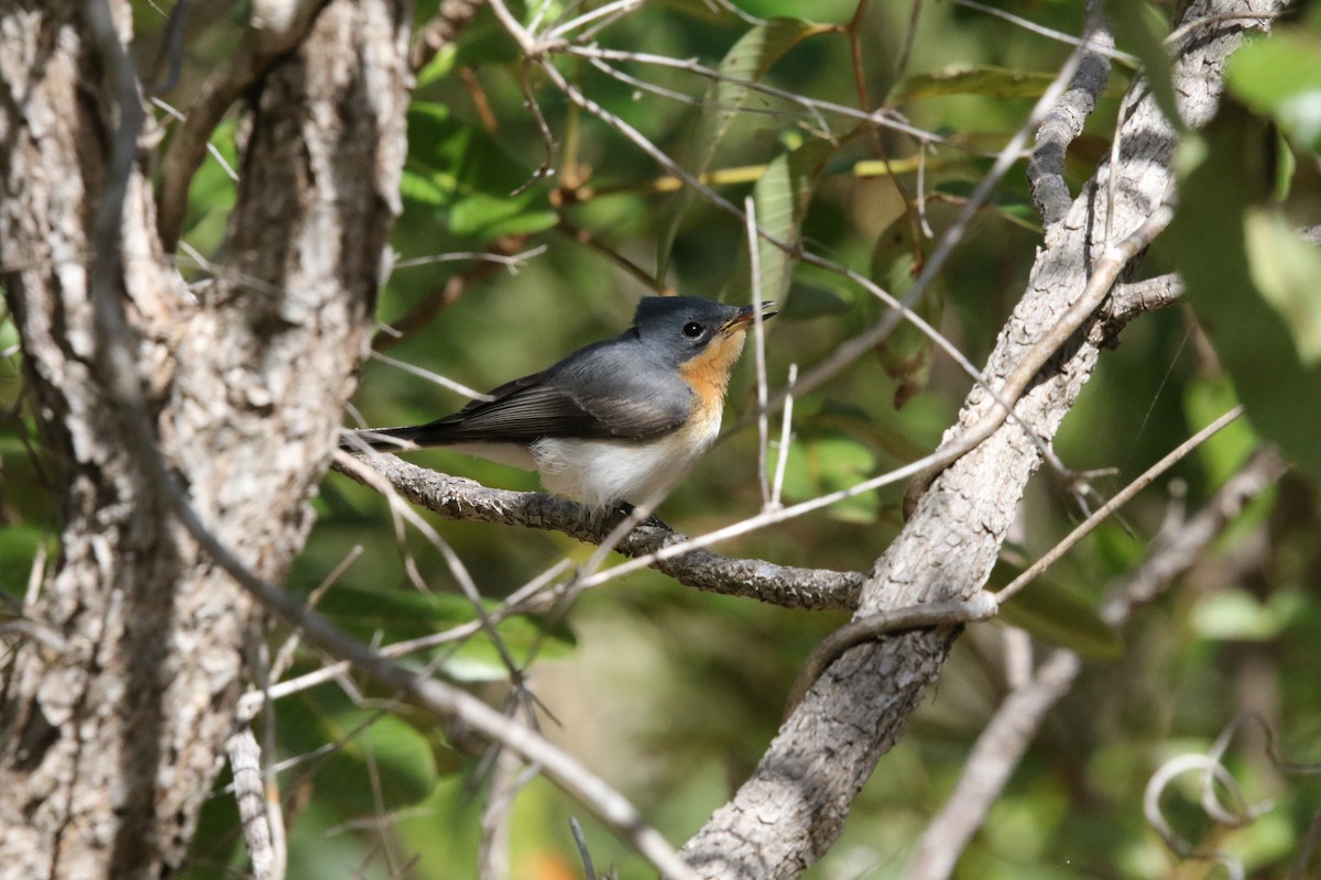 Leaden Flycatcher - Andrew Hogg