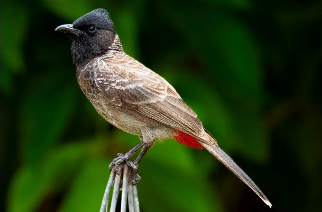 Red-vented Bulbul - ML597839771