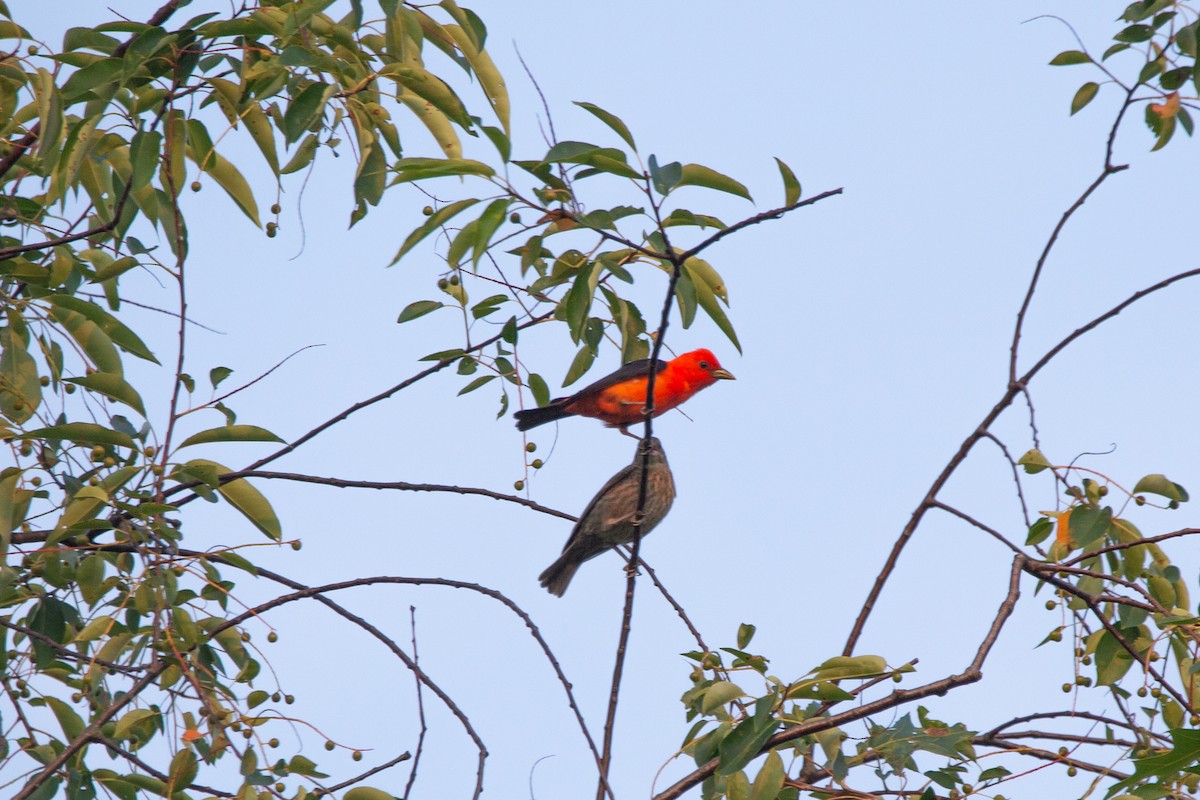 Scarlet Tanager - ML597840051