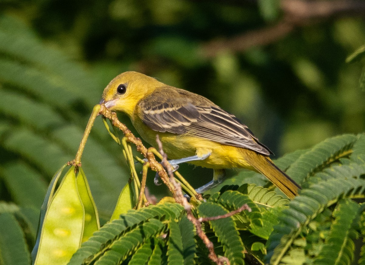Orchard Oriole - ML597840581