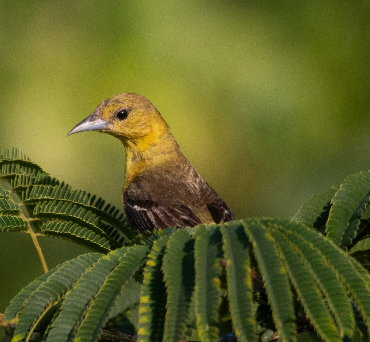 Orchard Oriole - ML597840601