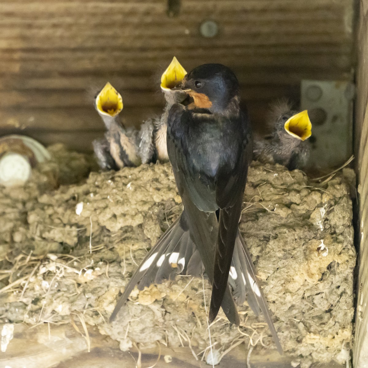 Barn Swallow - Jim Tolbert