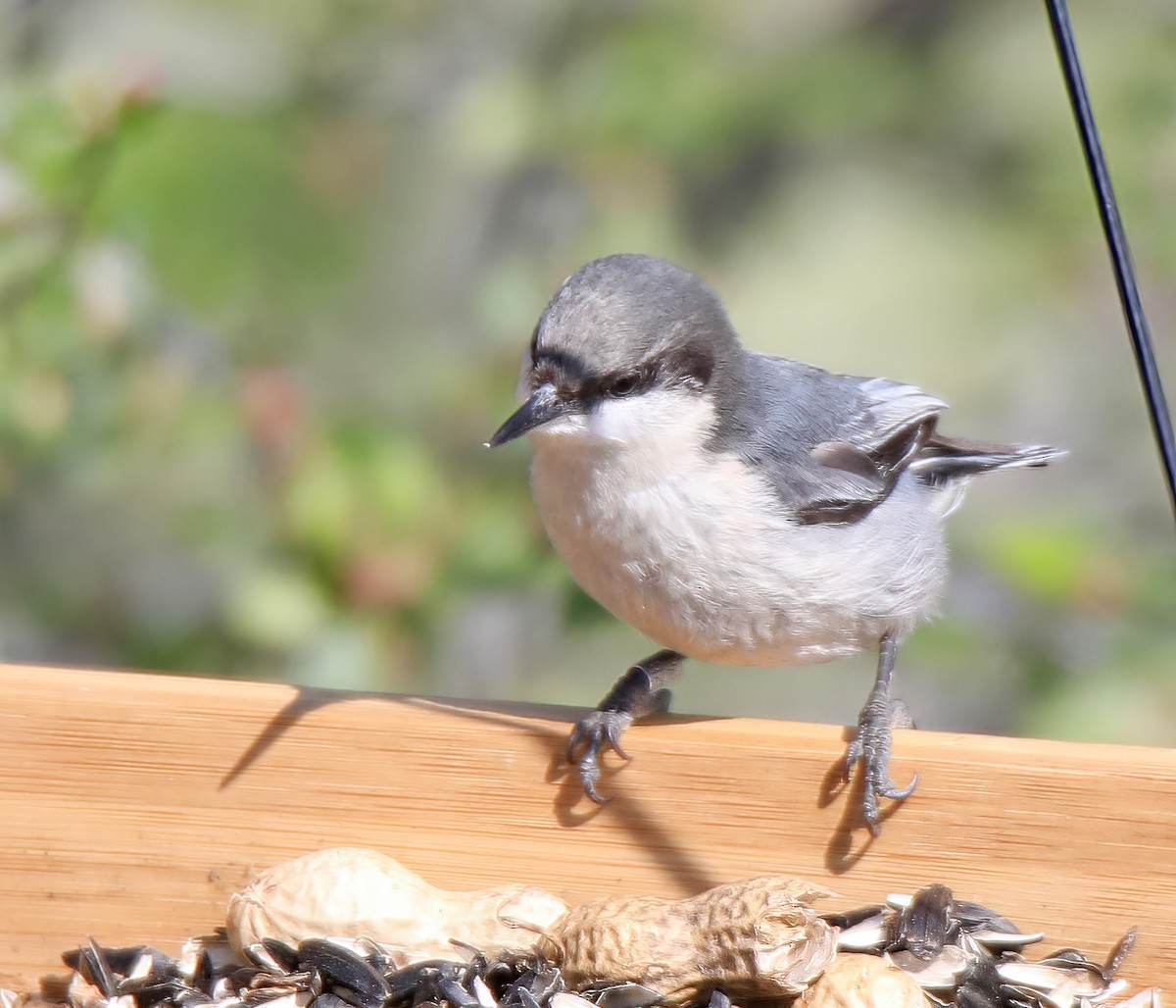 Pygmy Nuthatch - Elizabeth Winter