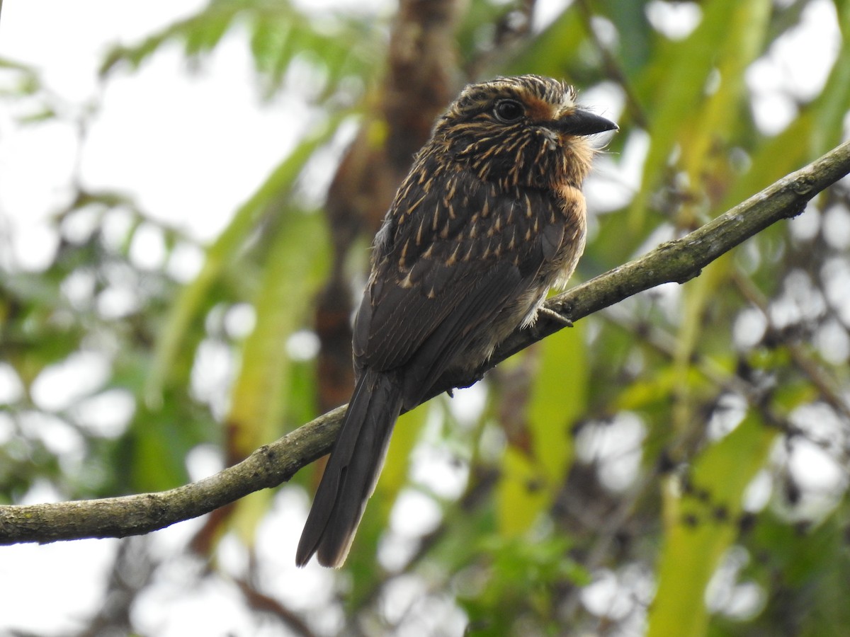 Crescent-chested Puffbird (Greater) - ML597841921