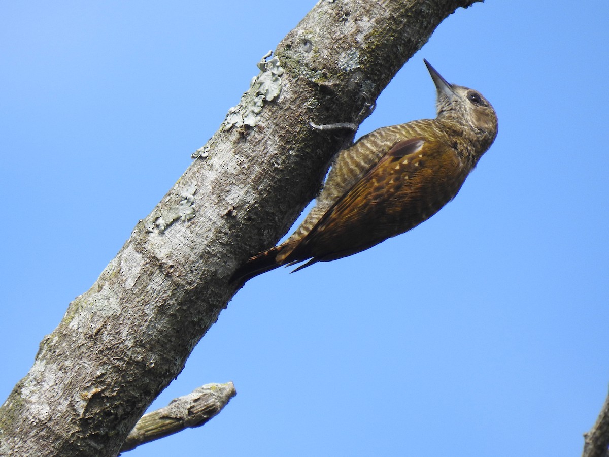 Little Woodpecker - ML597842061