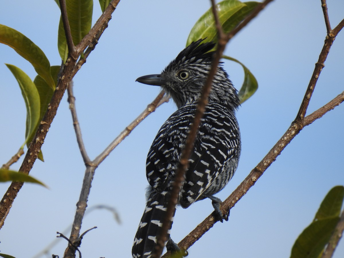 Barred Antshrike (Barred) - ML597842291