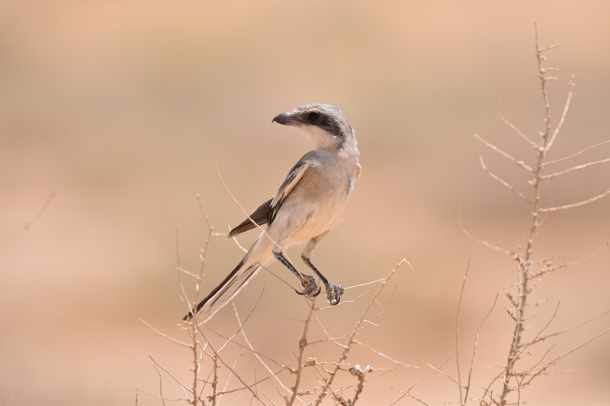 Great Gray Shrike (Arabian) - Antoine Reboul