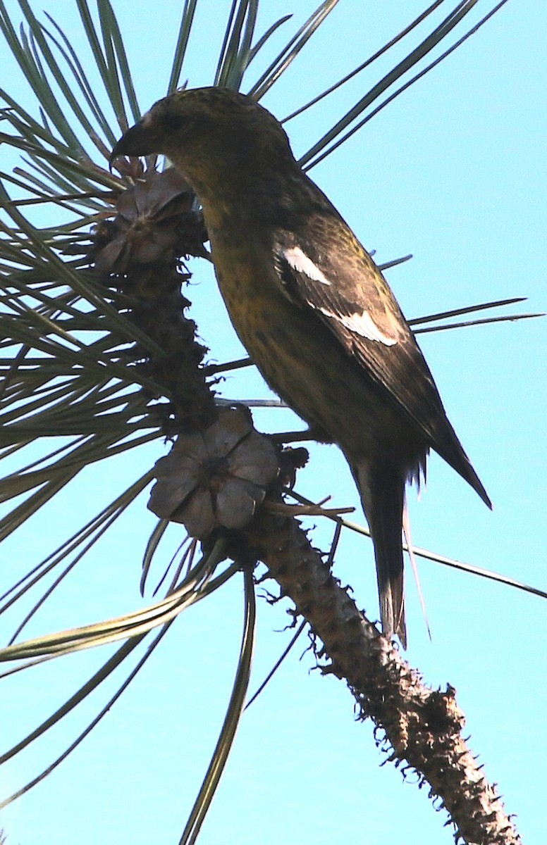 White-winged Crossbill - ML597844121