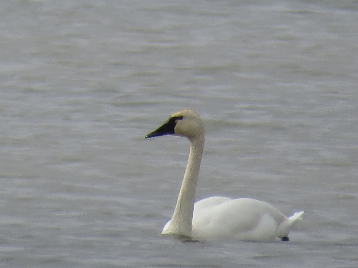 Tundra Swan - ML597846101