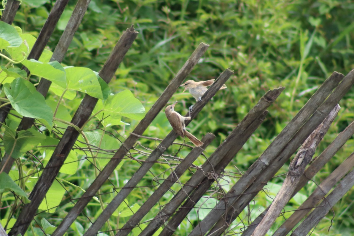 Clamorous Reed Warbler - David Morrison