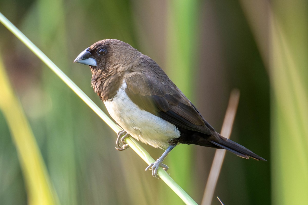 Javan Munia - ML597847561