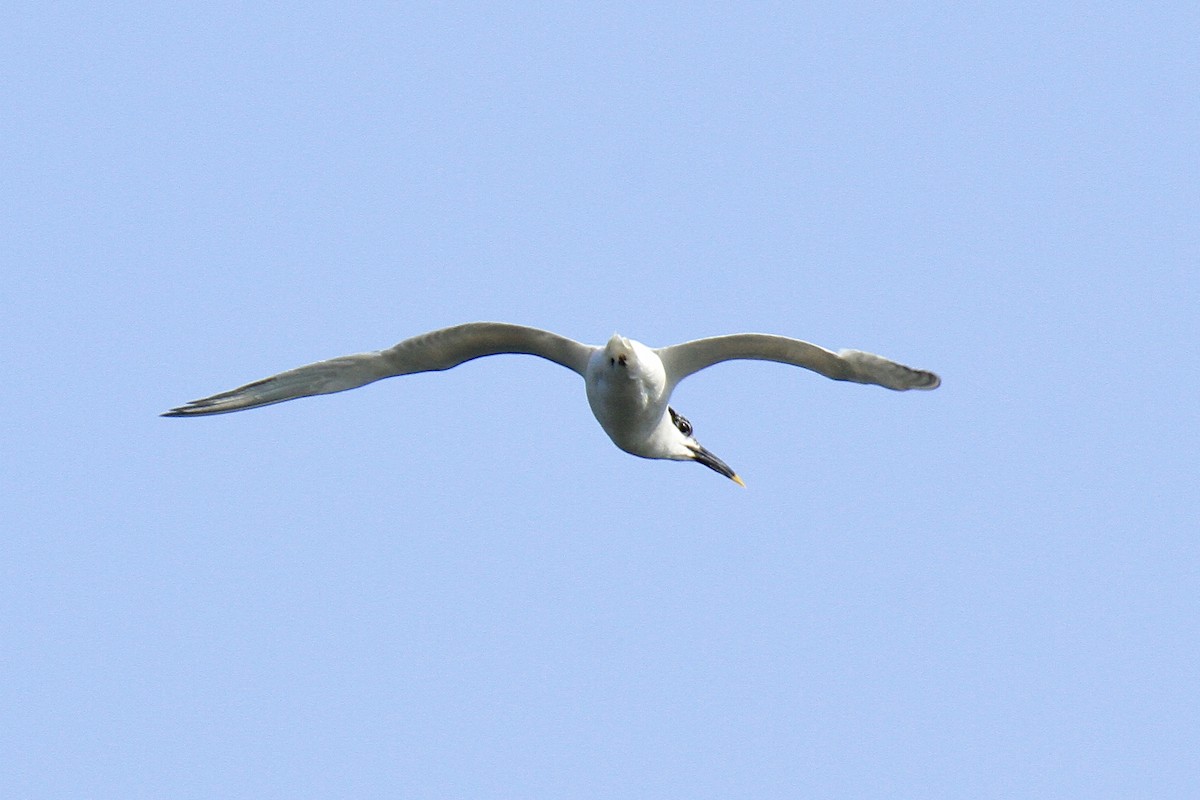 Sandwich Tern - ML597847681