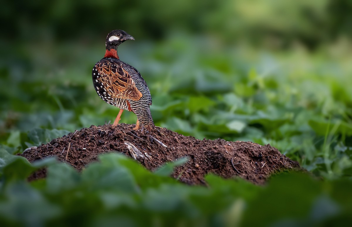 Black Francolin - ML597847711