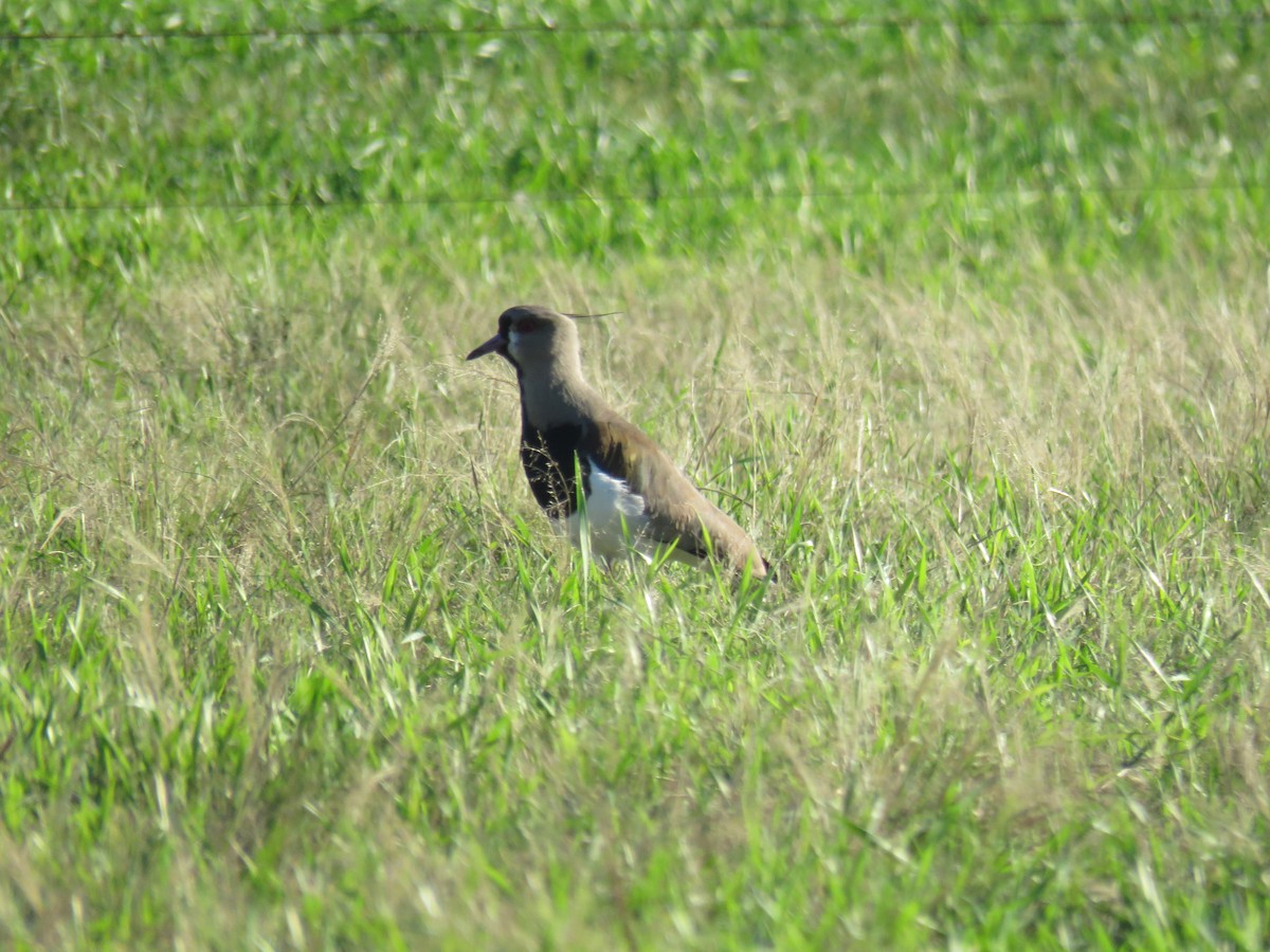 Southern Lapwing - ML597847821