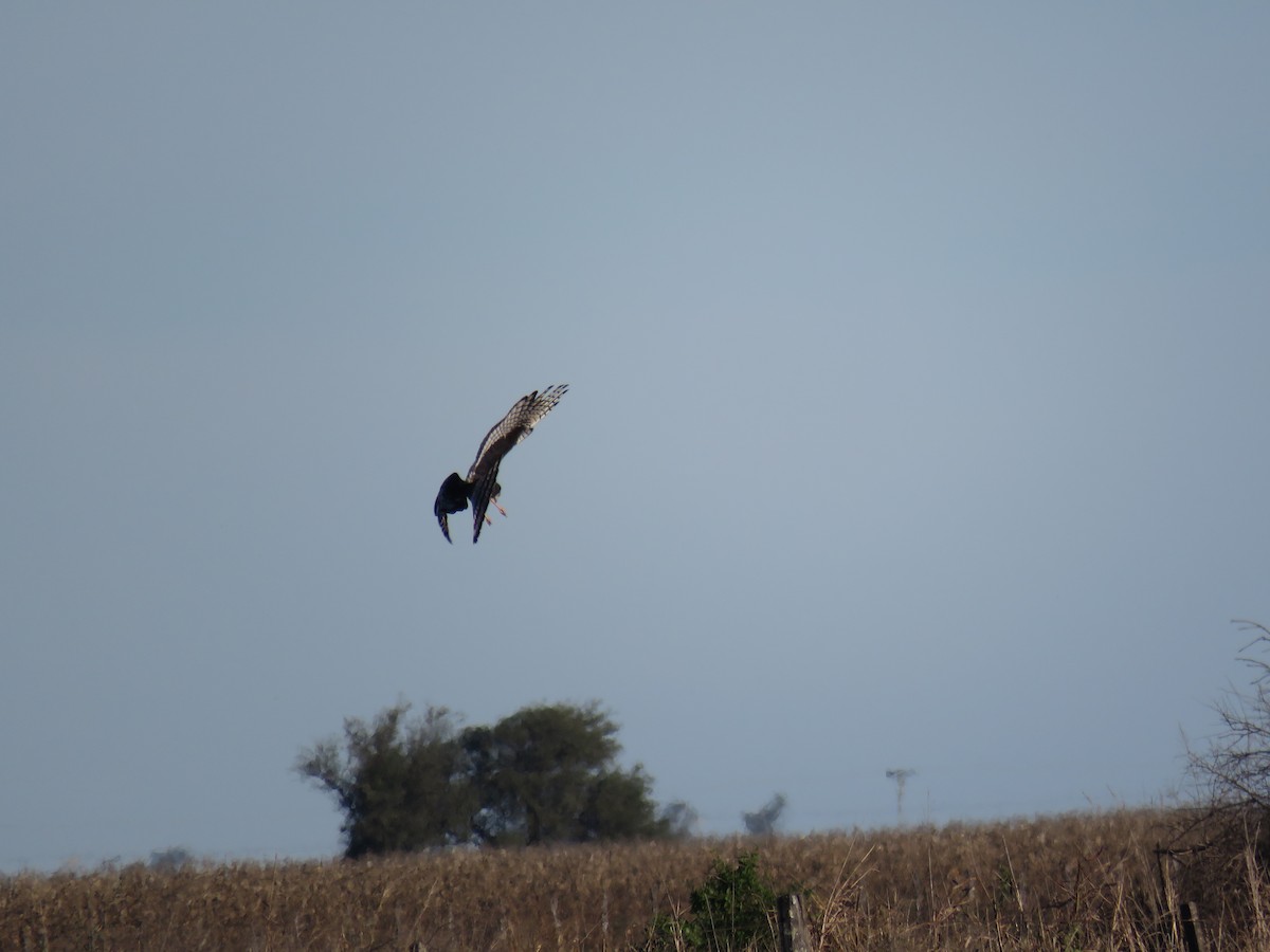 Long-winged Harrier - ML597847901