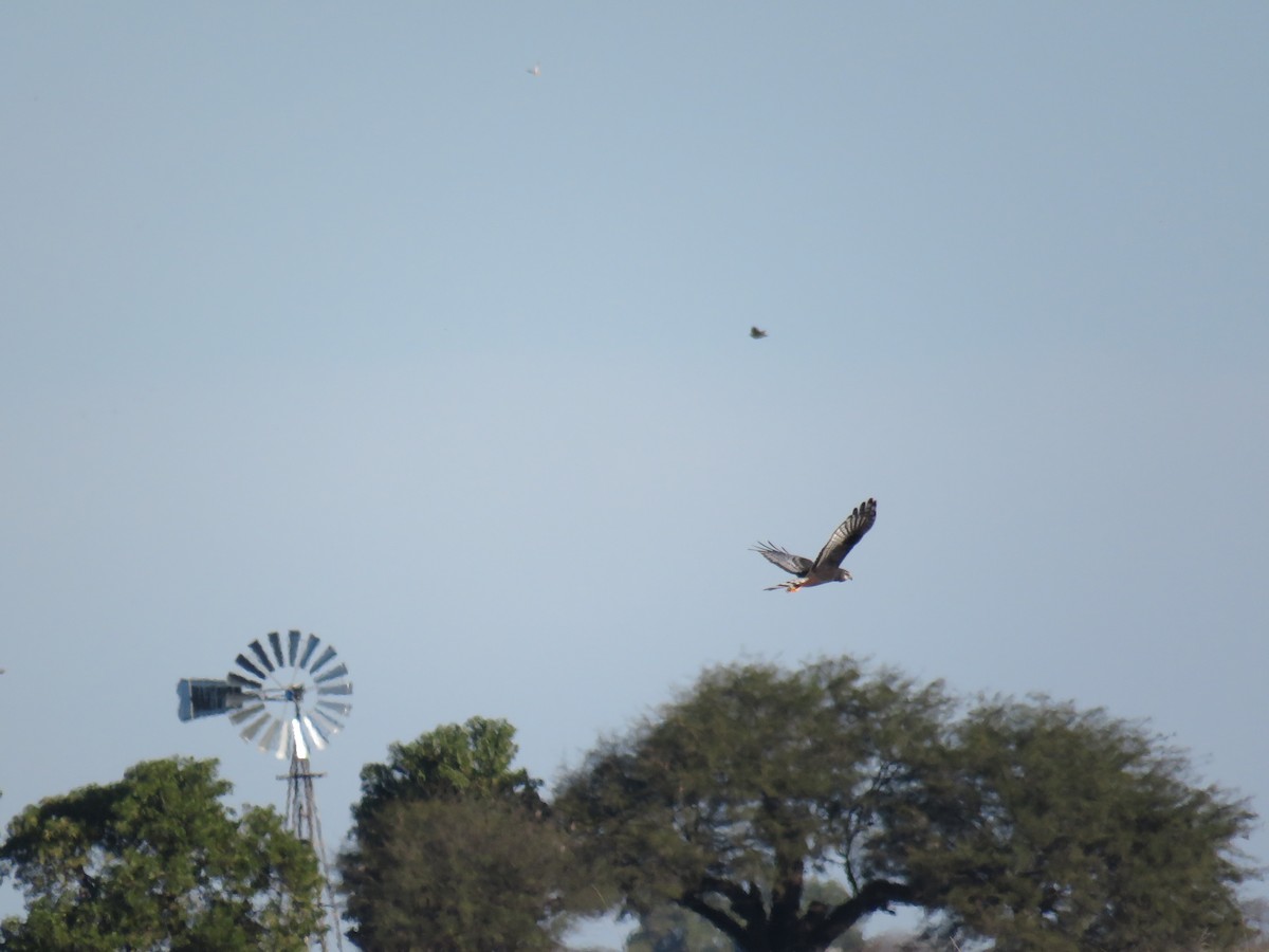 Long-winged Harrier - ML597847911