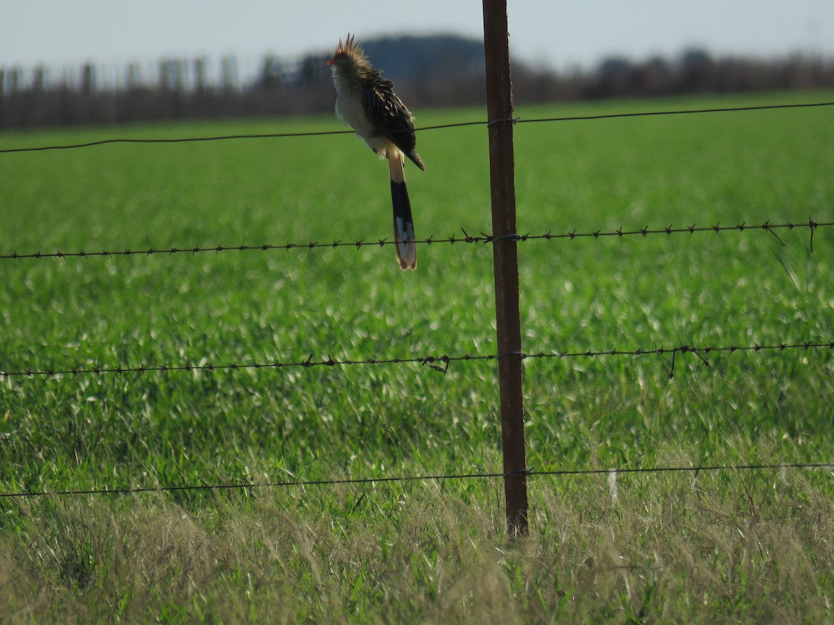 Guira Cuckoo - ML597847931