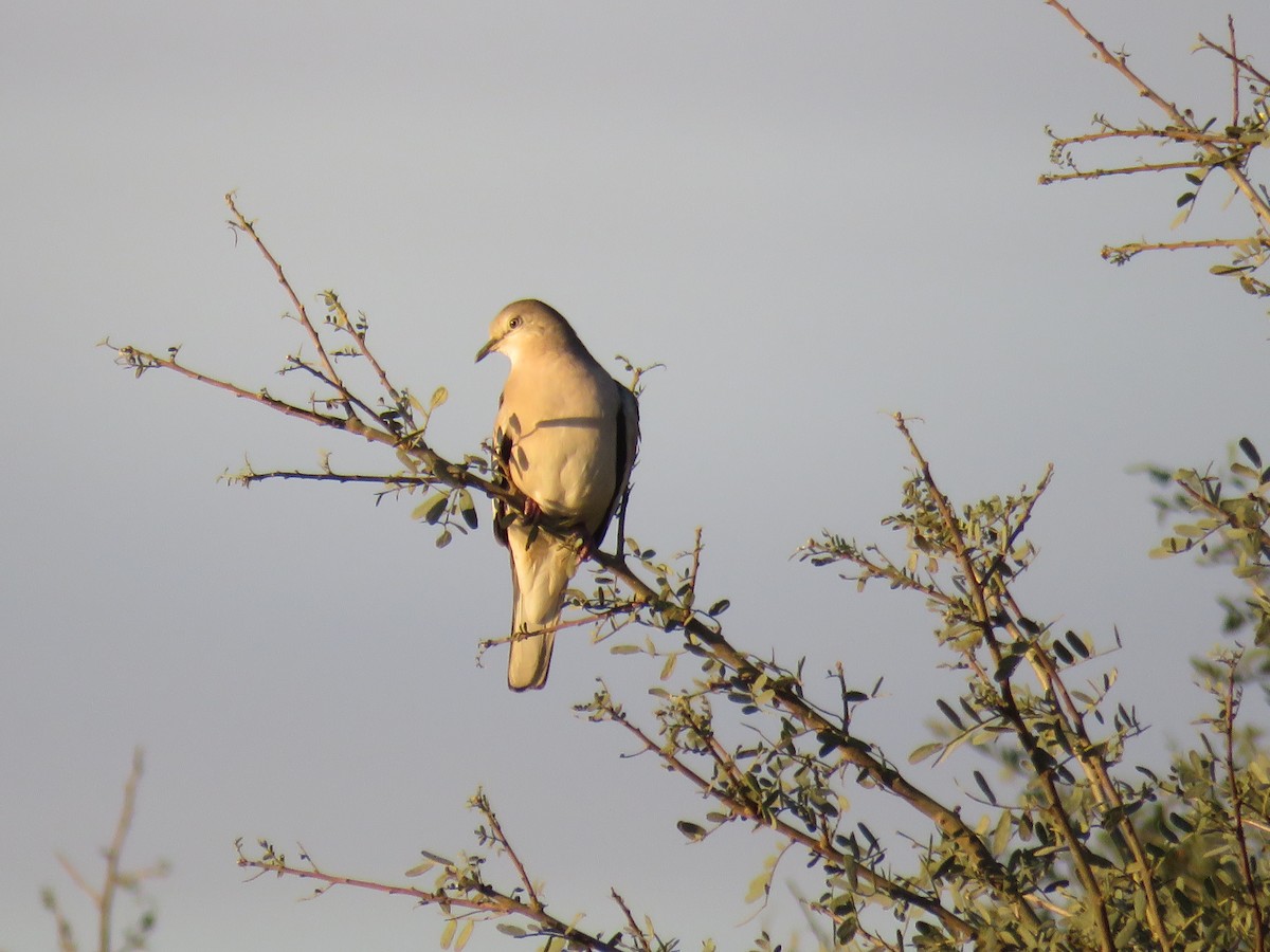 Picui Ground Dove - ML597848291