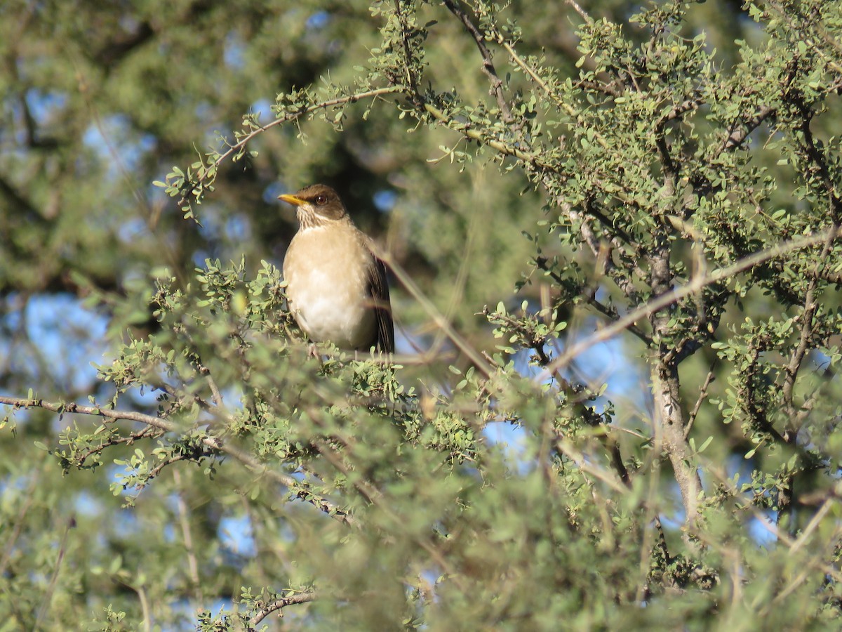 Creamy-bellied Thrush - ML597848481