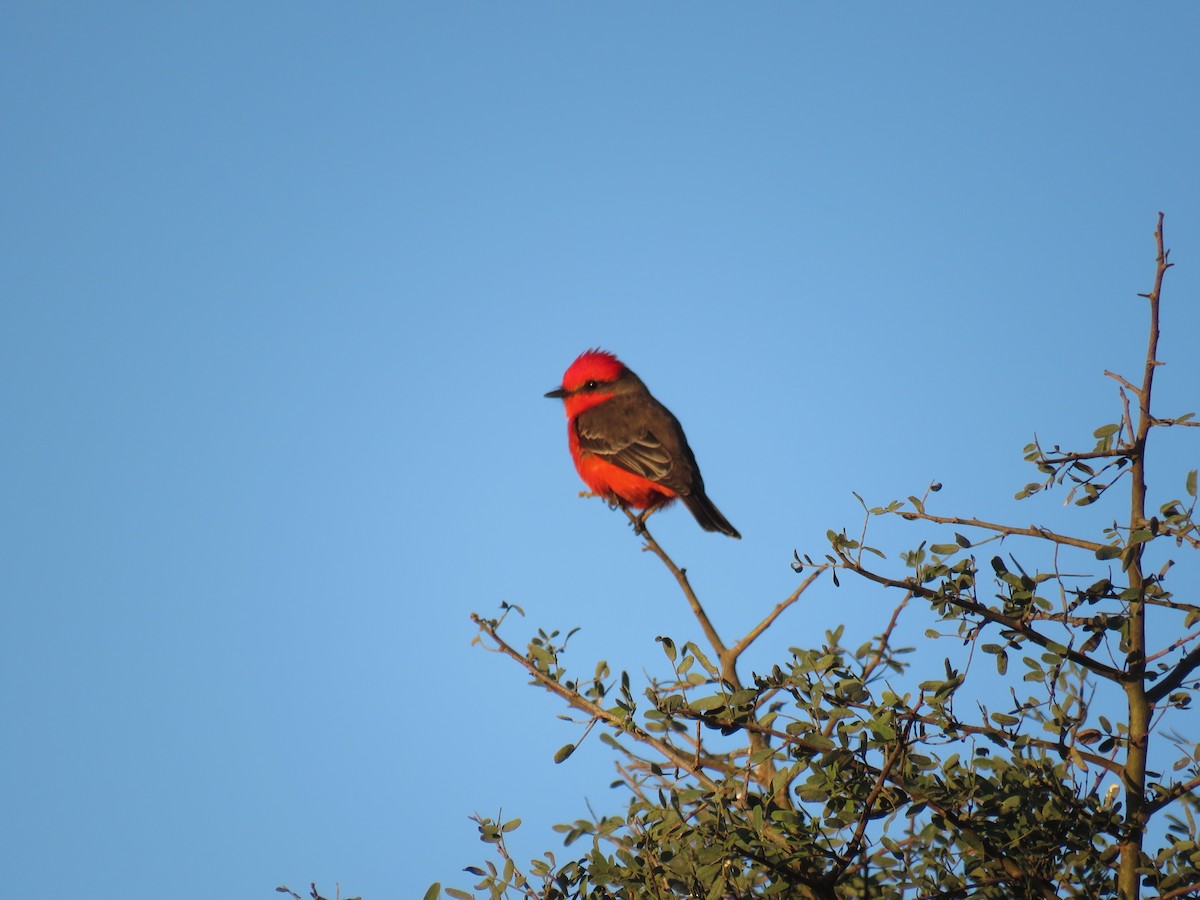 Vermilion Flycatcher - ML597848491