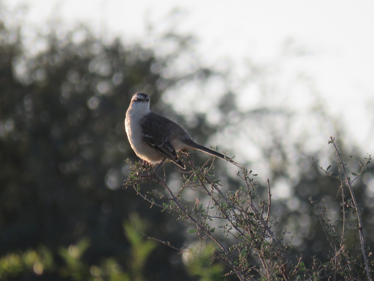 Chalk-browed Mockingbird - ML597848501