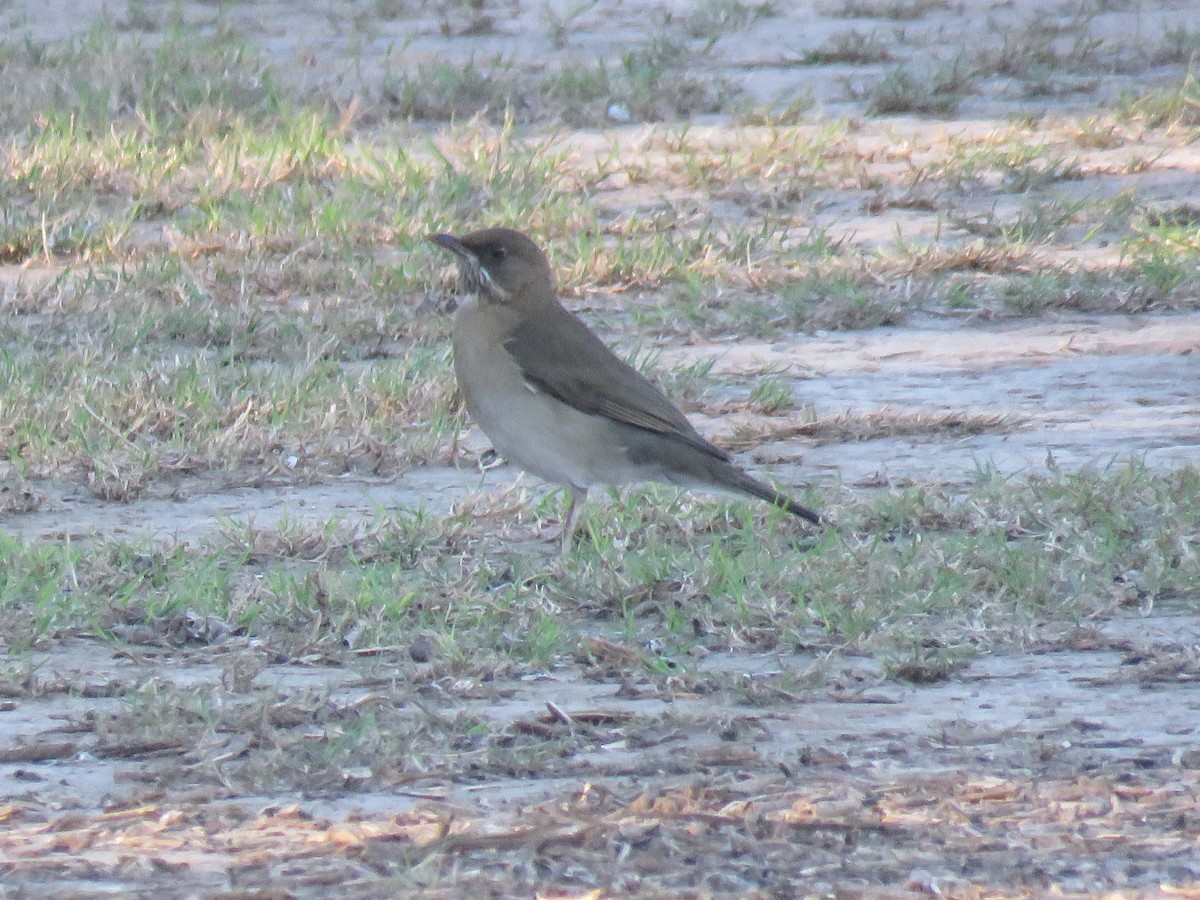 Creamy-bellied Thrush - ML597848511