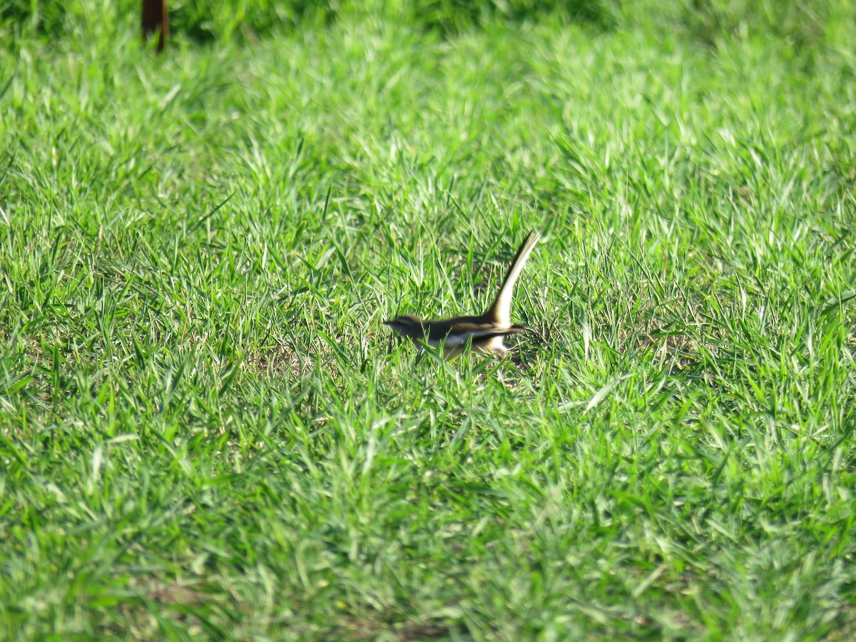 White-banded Mockingbird - ML597848521