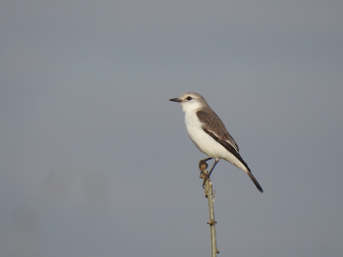 White-rumped Monjita - ML597848931