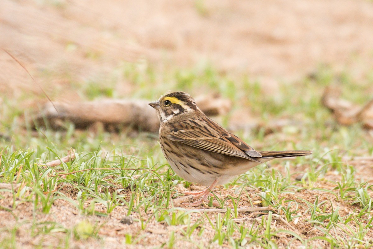 Yellow-browed Bunting - Jugdernamjil Nergui