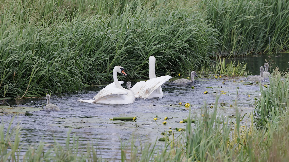 Mute Swan - ML597849861