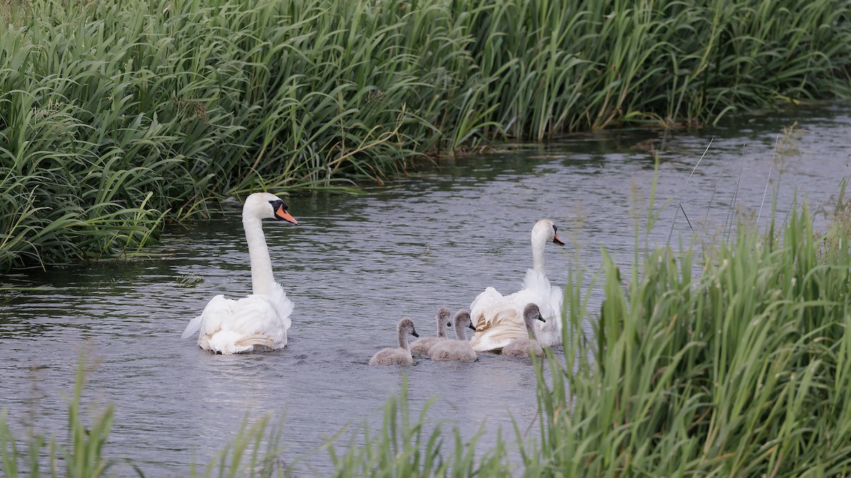 Mute Swan - ML597849971