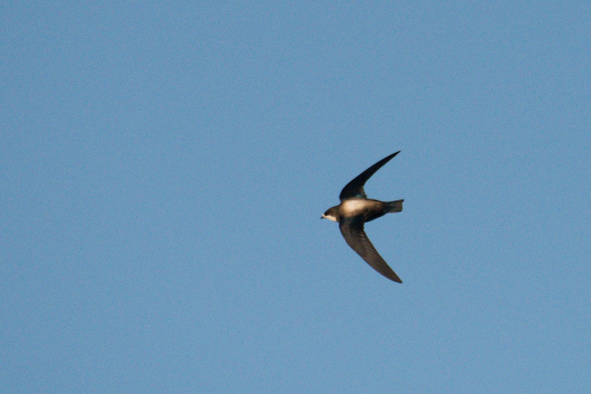 White-throated Needletail - ML597850131