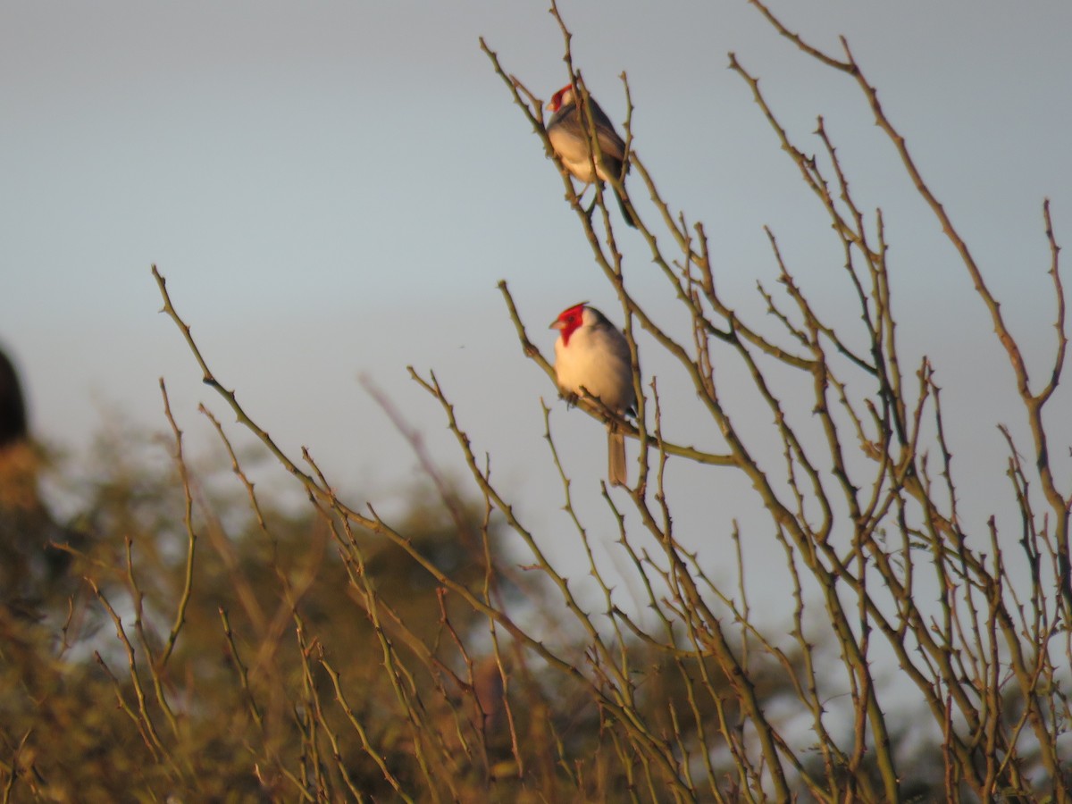 Red-crested Cardinal - Miguel  C