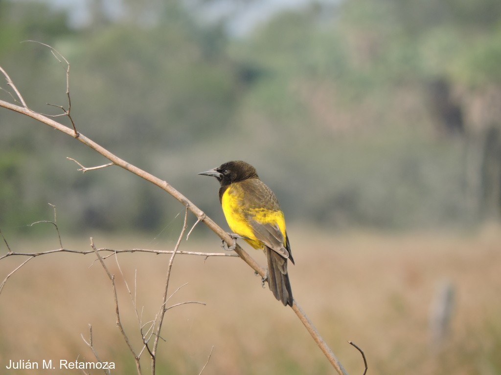 Yellow-rumped Marshbird - ML59785111