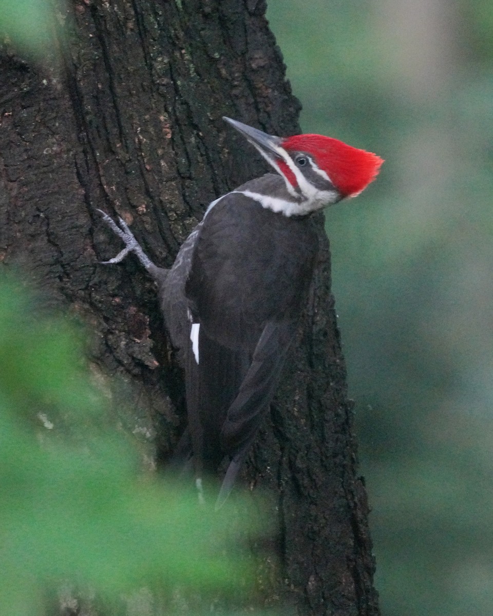 Pileated Woodpecker - ML597851121