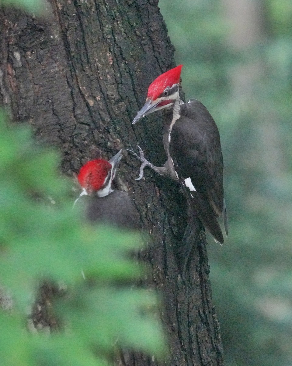 Pileated Woodpecker - Dennis Mersky