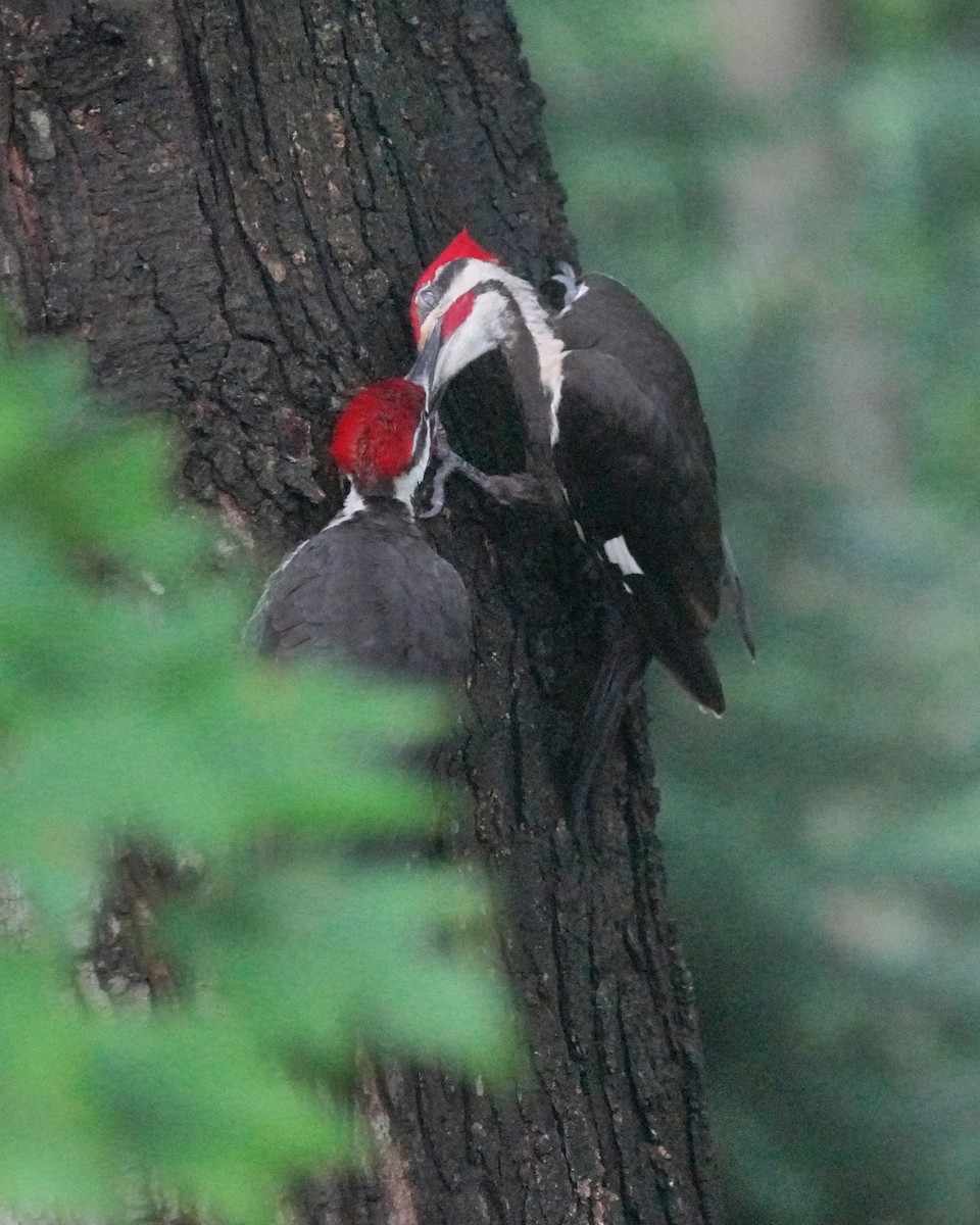 Pileated Woodpecker - ML597851191