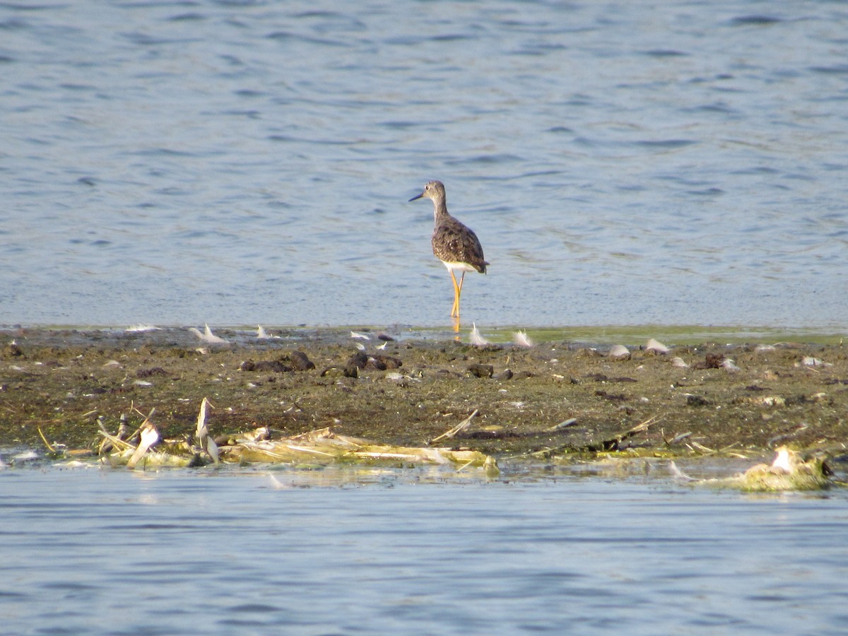 Greater Yellowlegs - ML597851371