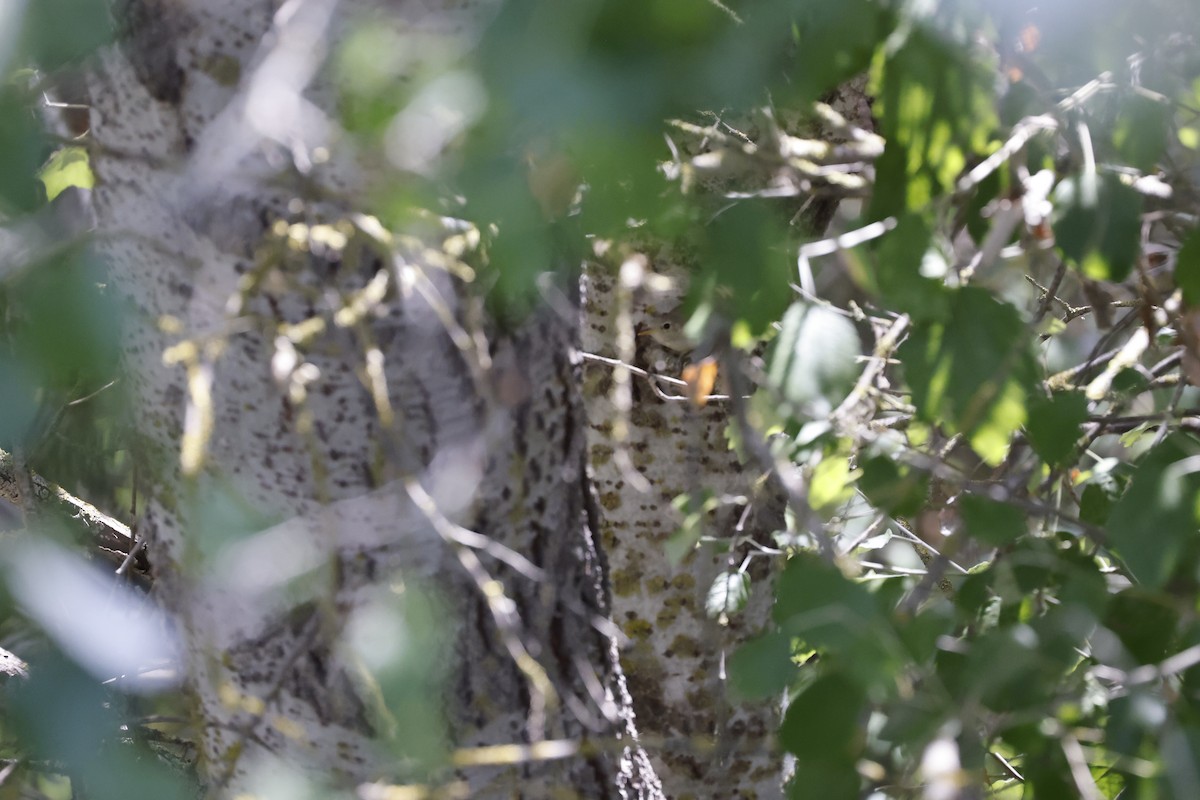 Western Olivaceous Warbler - ML597851461