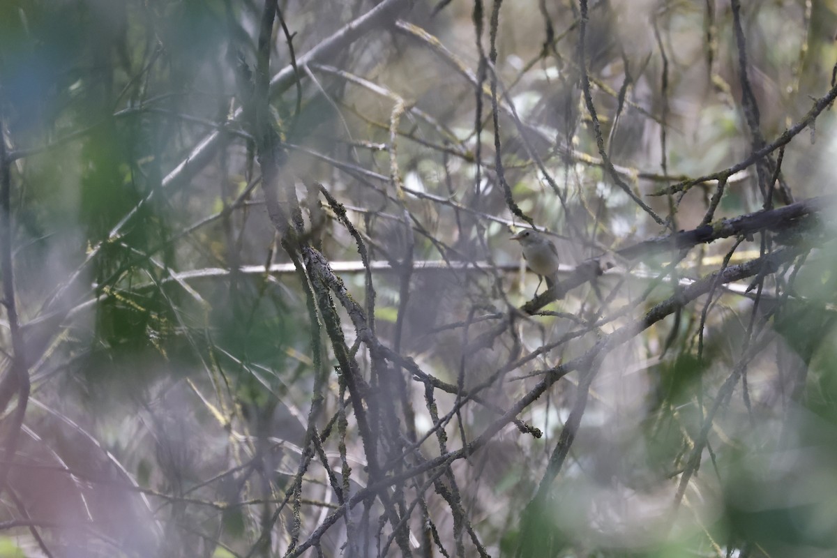 Western Olivaceous Warbler - ML597851791