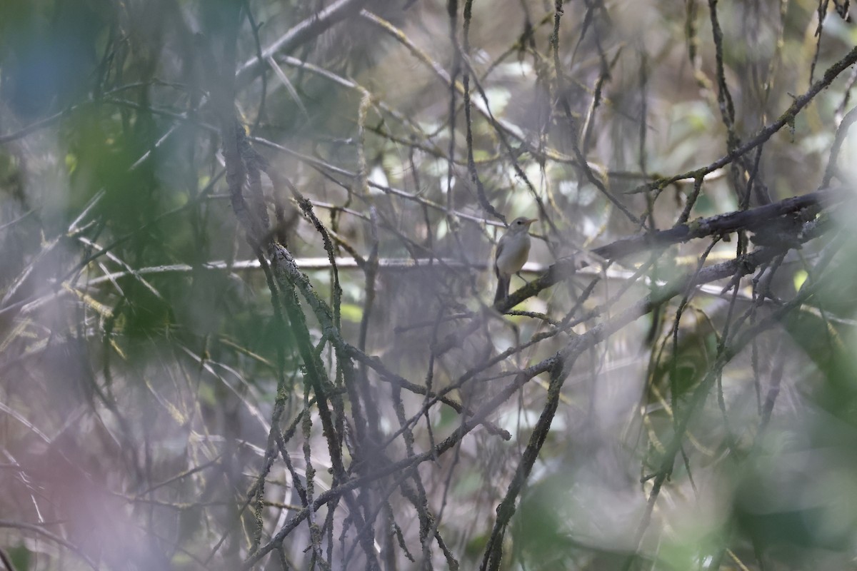 Western Olivaceous Warbler - ML597851811