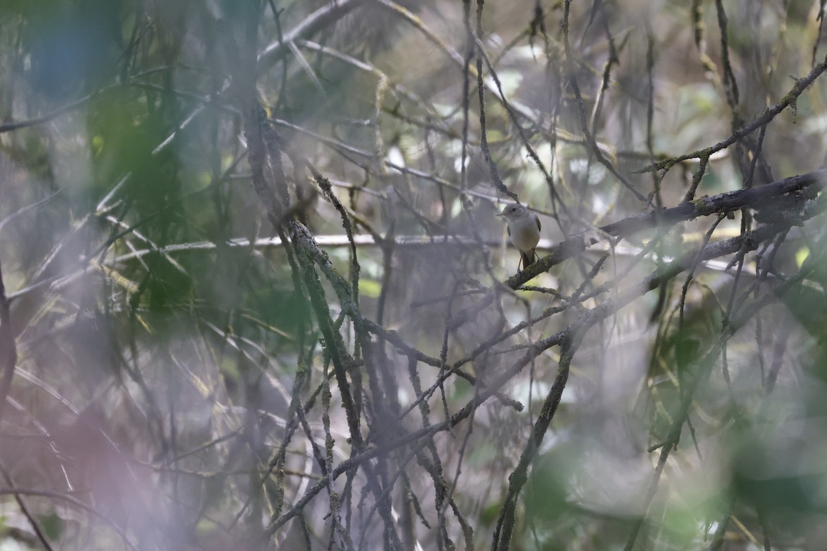 Western Olivaceous Warbler - ML597851831