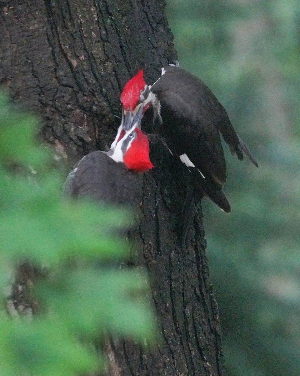 Pileated Woodpecker - ML597851941