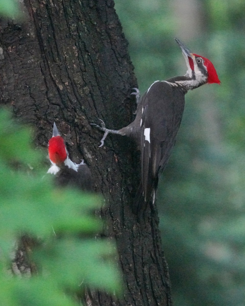 Pileated Woodpecker - ML597851971