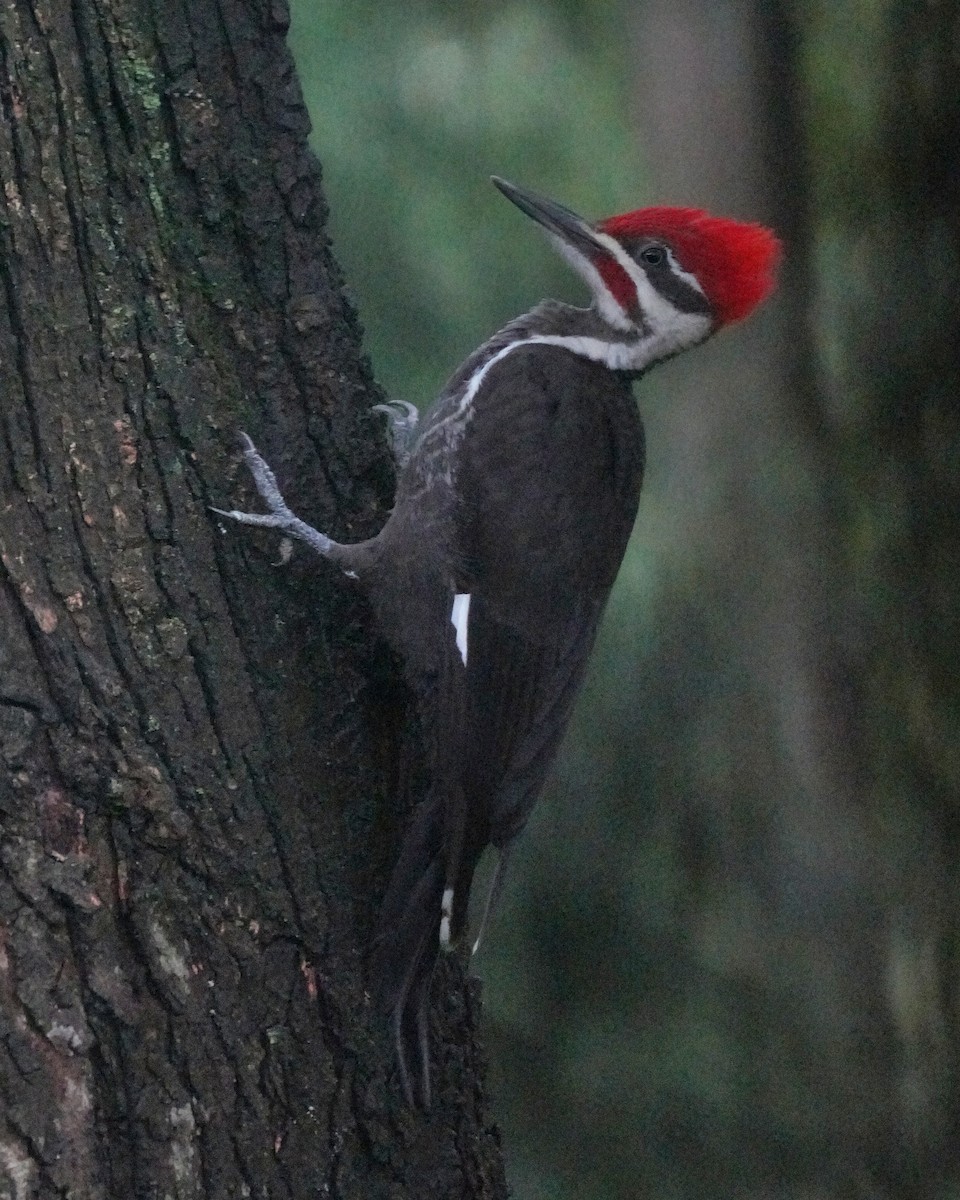 Pileated Woodpecker - ML597851981