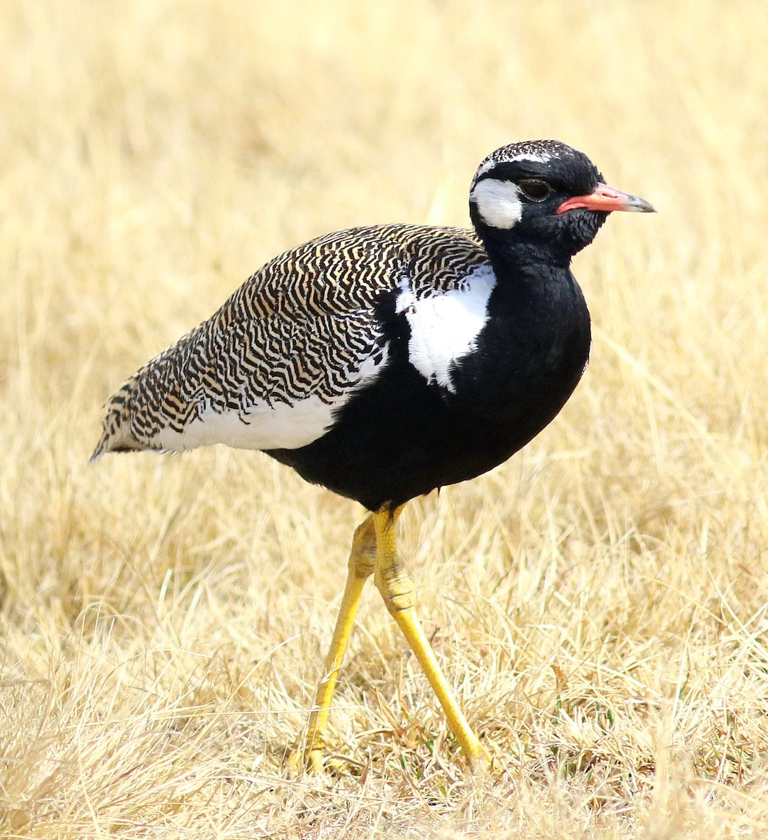 White-quilled Bustard - Sue Oertli