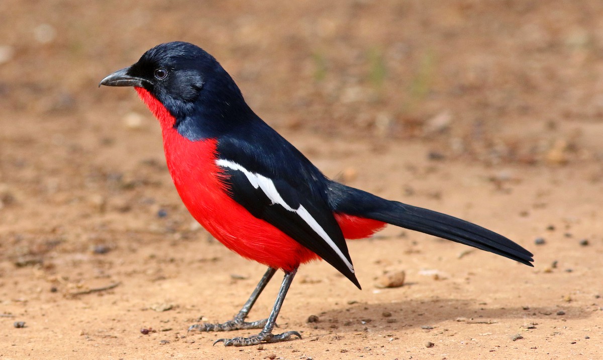 Crimson-breasted Gonolek - ML597852241