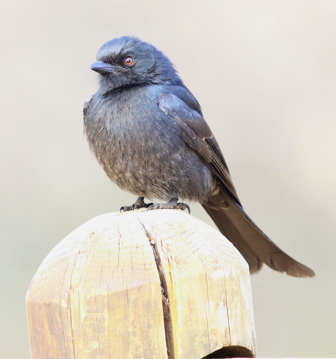 Fork-tailed Drongo (Clancey's) - ML597852281