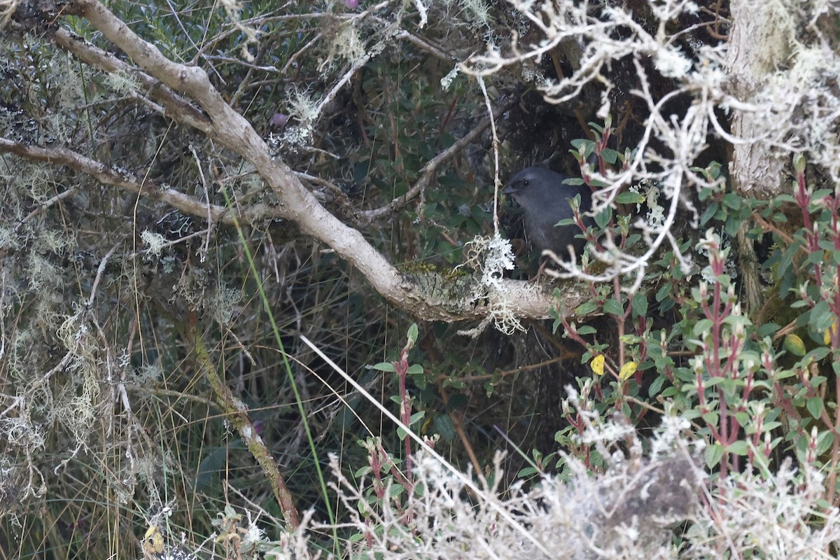 Neblina Tapaculo - ML597855511