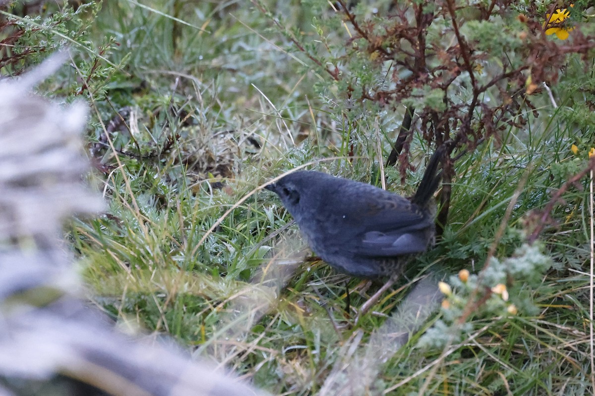 Neblina Tapaculo - ML597855521